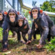 Lwiro Chimpanzee Sanctuary in Congo