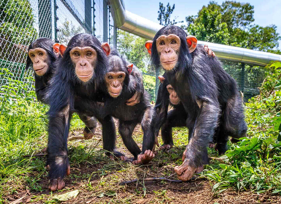 Lwiro Chimpanzee Sanctuary in Congo