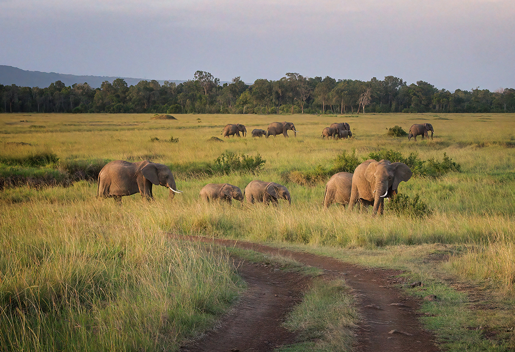 Masai Mara National Reserve