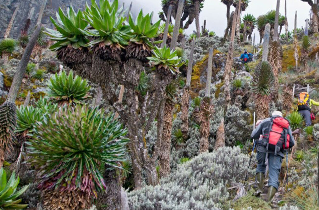 Mountain Climbing and Top Places for Hiking in Uganda
