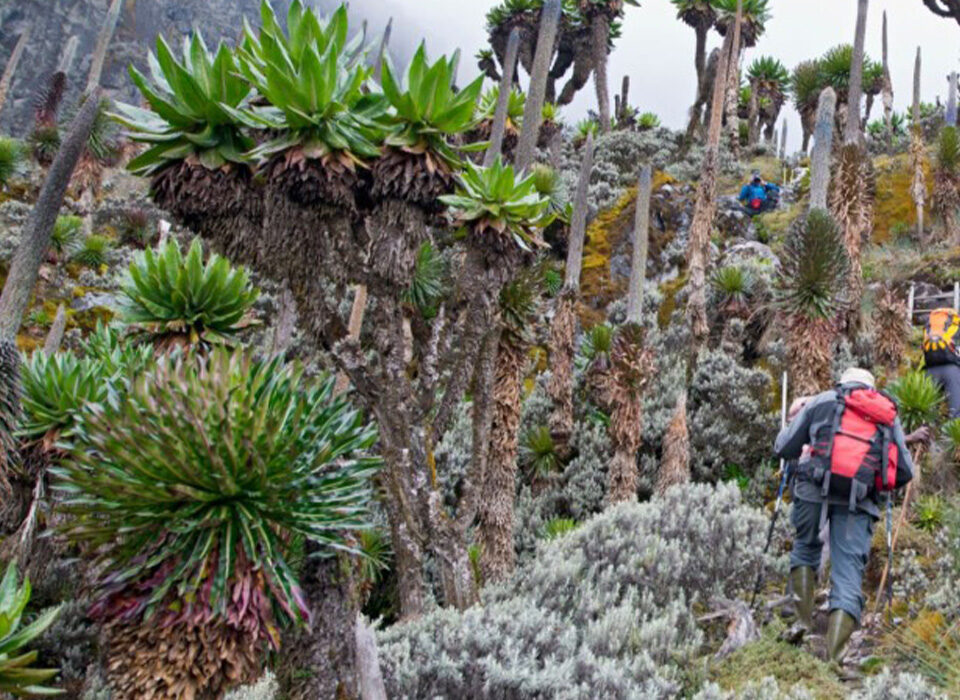 Mountain Climbing and Top Places for Hiking in Uganda