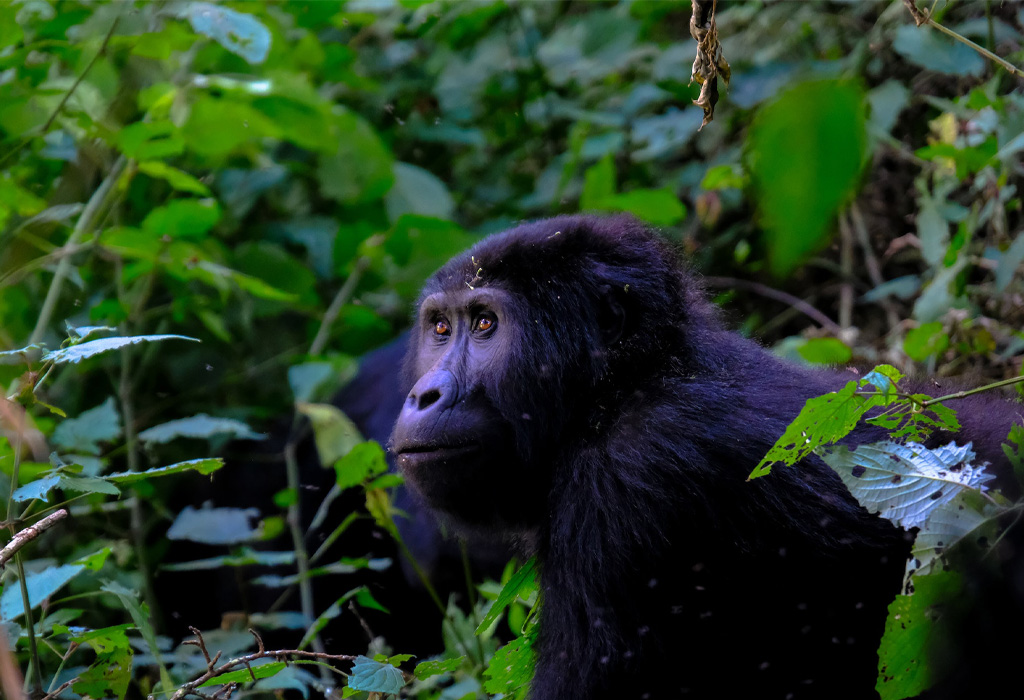 Can I Trek Gorillas Twice?