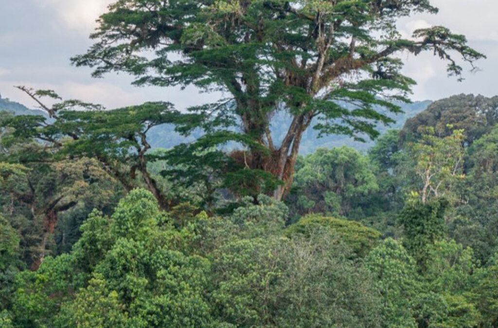Best Things to Do on Vacation at Nyungwe Forest National Park