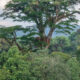 Best Things to Do on Vacation at Nyungwe Forest National Park