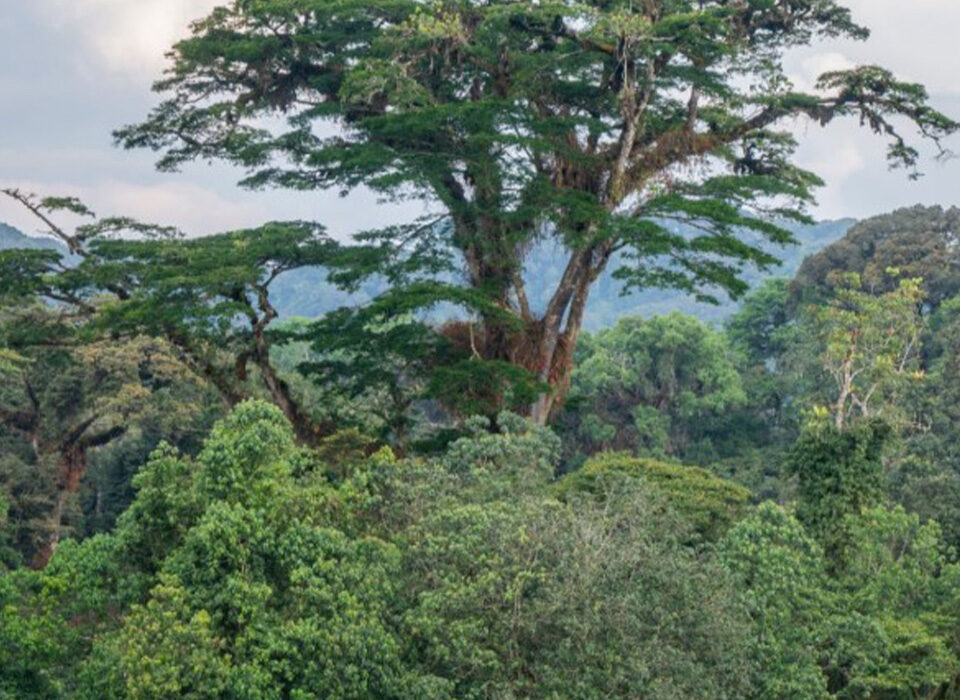 Best Things to Do on Vacation at Nyungwe Forest National Park
