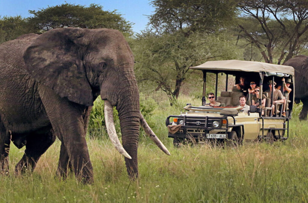 Is a Road Trip Safari the Same as a Guided Safari?