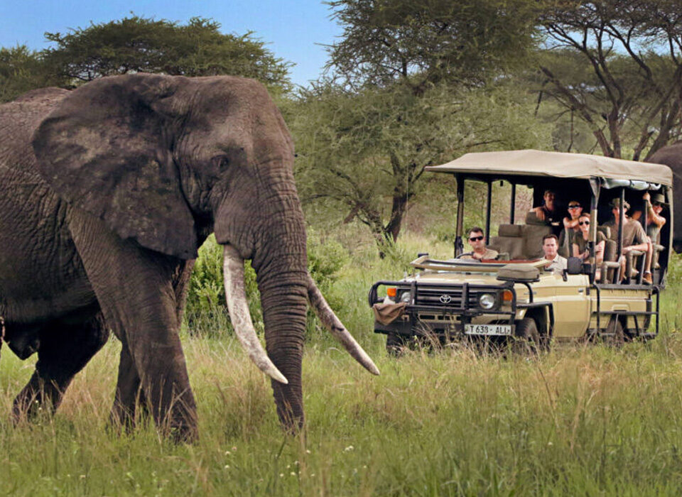 Is a Road Trip Safari the Same as a Guided Safari?
