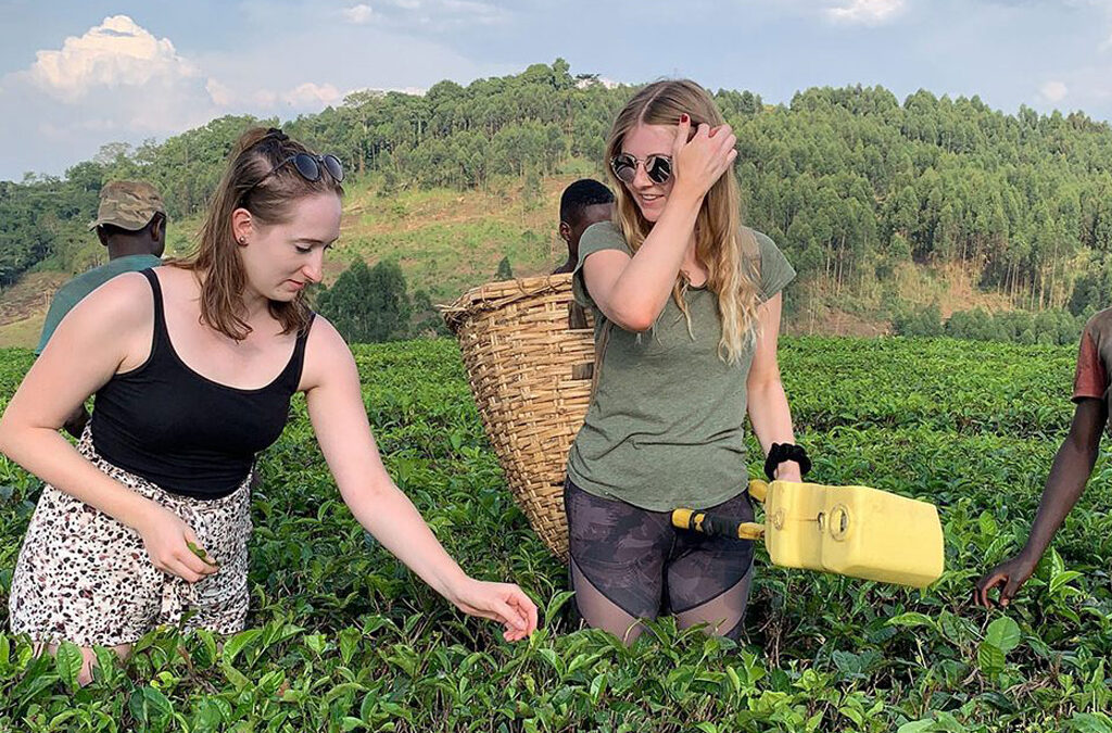 Tea Plantation Tours in Uganda