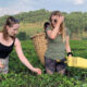 Tea Plantation Tours in Uganda