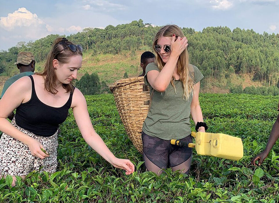 Tea Plantation Tours in Uganda