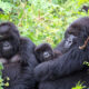 What Makes Gorillas So Special