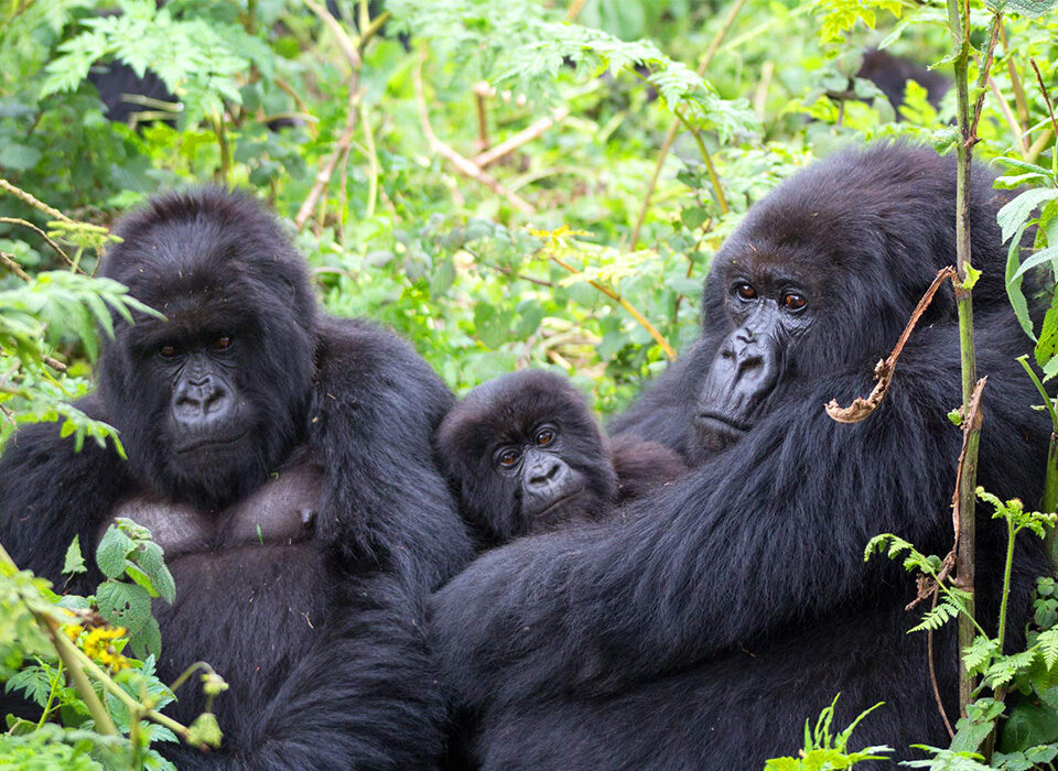 What Makes Gorillas So Special