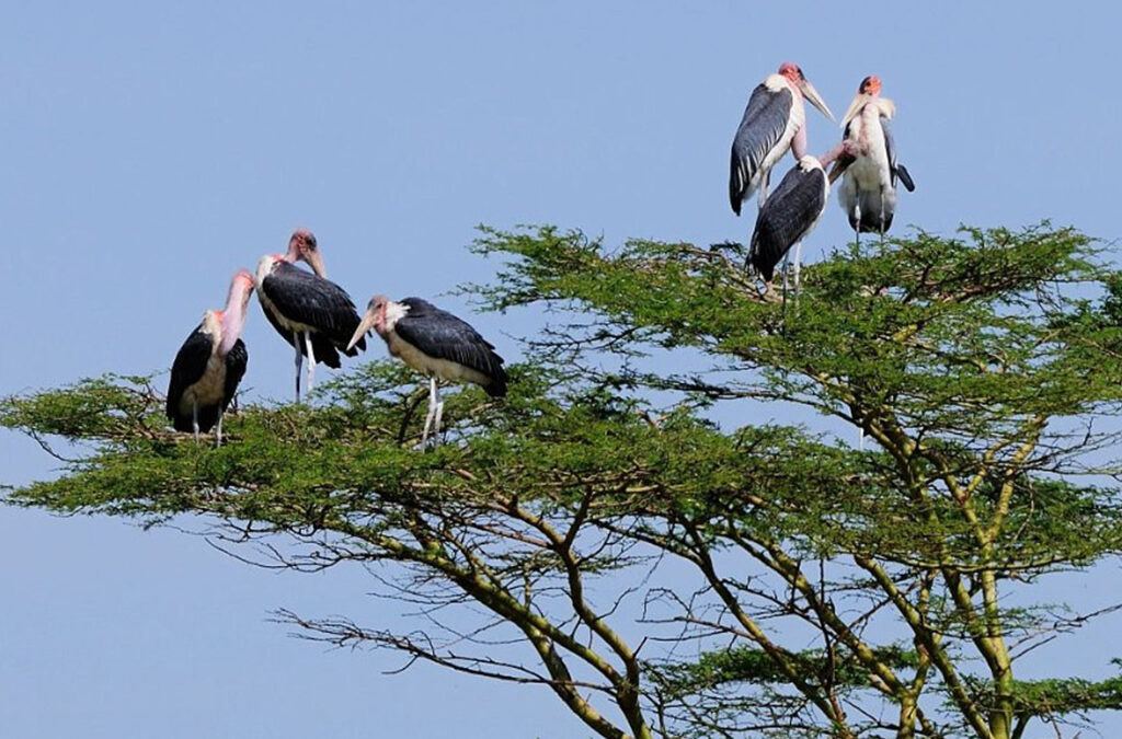 Which Lodge Is Near the Ruhija Gorilla Trekking Starting Point?
