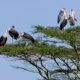 Which Lodge Is Near the Ruhija Gorilla Trekking Starting Point?