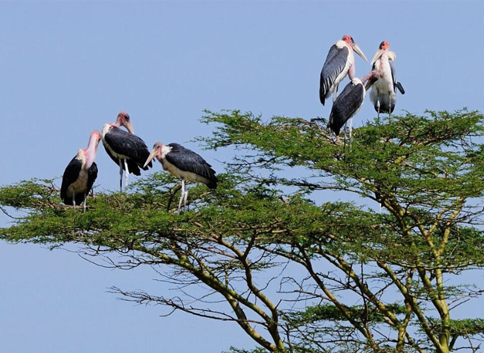 Which Lodge Is Near the Ruhija Gorilla Trekking Starting Point?