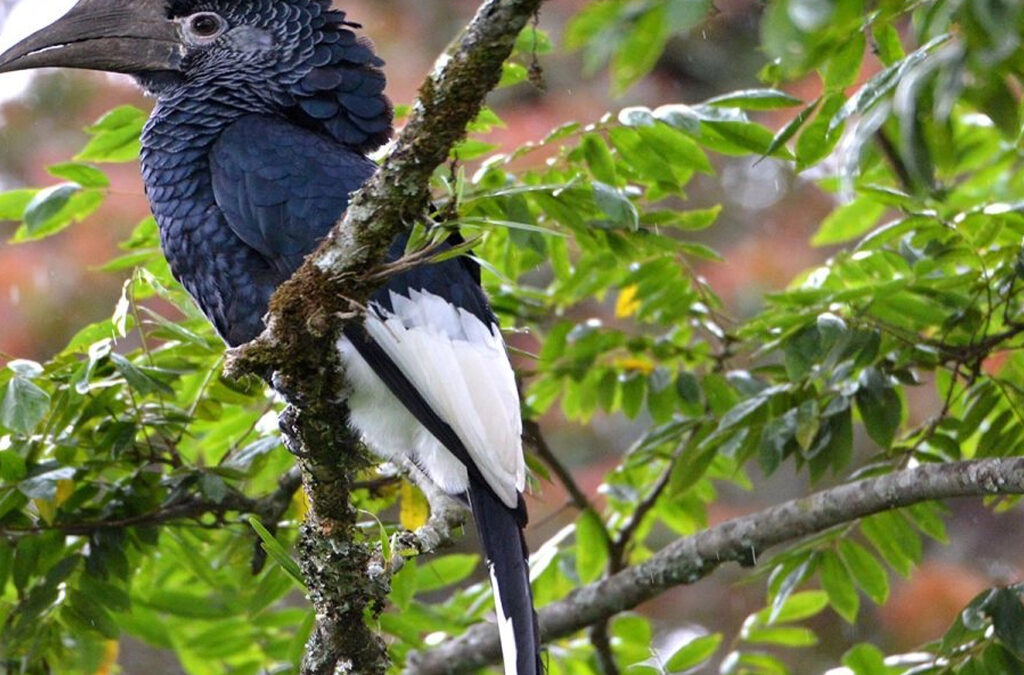 Best Things To Do on Vacation at Nyungwe Forest National Park