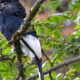 Best Things To Do on Vacation at Nyungwe Forest National Park