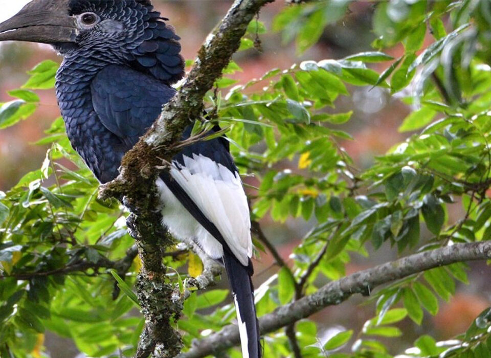Best Things To Do on Vacation at Nyungwe Forest National Park