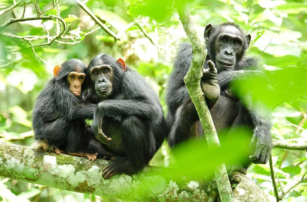 Chimpanzee Habituation Experience in Kibale Forest