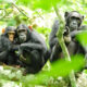 Chimpanzee Habituation Experience in Kibale Forest