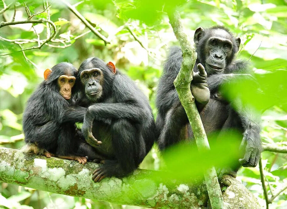 Chimpanzee Habituation Experience in Kibale Forest