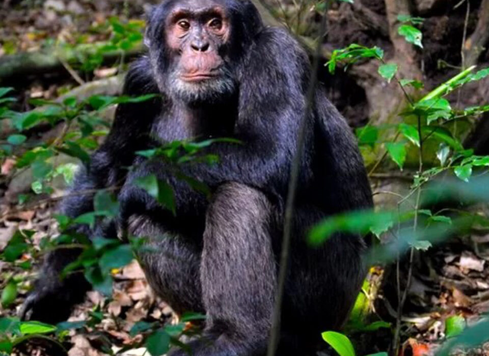 Morning vs Afternoon Chimpanzee Trekking in Kibale Forest