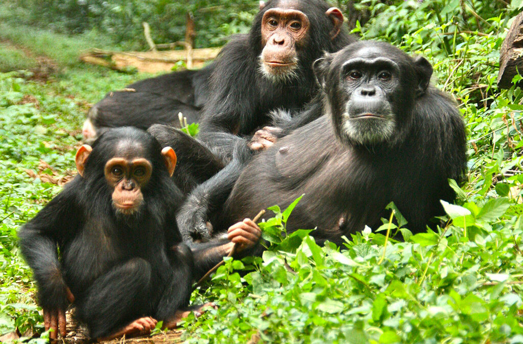 Chimpanzee Trekking in Kibale Forest