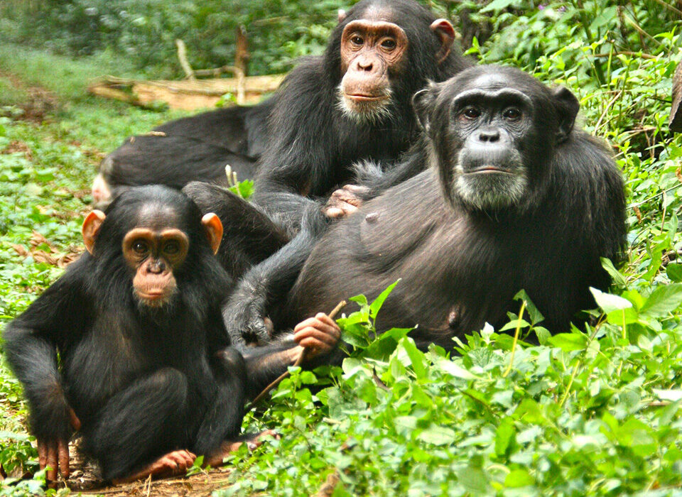 Chimpanzee Trekking in Kibale Forest