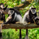 Photography Tours in Rwanda
