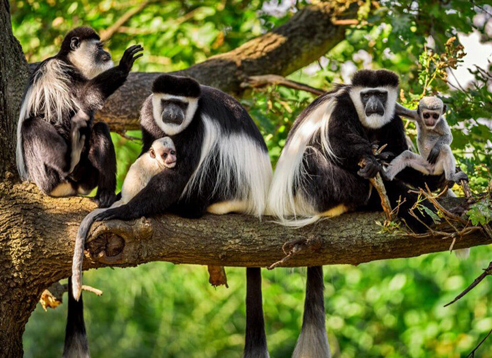 Photography Tours in Rwanda