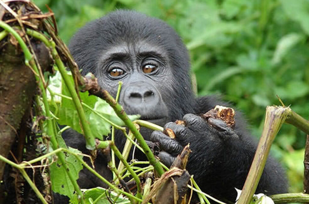 What Fitness Level Is Required for Gorilla Trekking in Uganda?