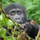 What Fitness Level Is Required for Gorilla Trekking in Uganda?