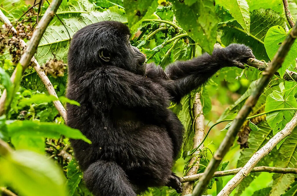 Which Dates Are Still Available for Gorilla Habituation in June 2026?