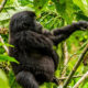 Which Dates Are Still Available for Gorilla Habituation in June 2026?