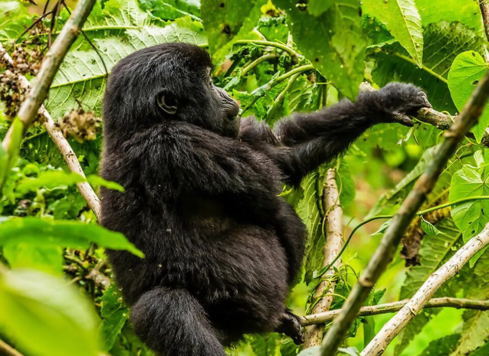 Which Dates Are Still Available for Gorilla Habituation in June 2026?