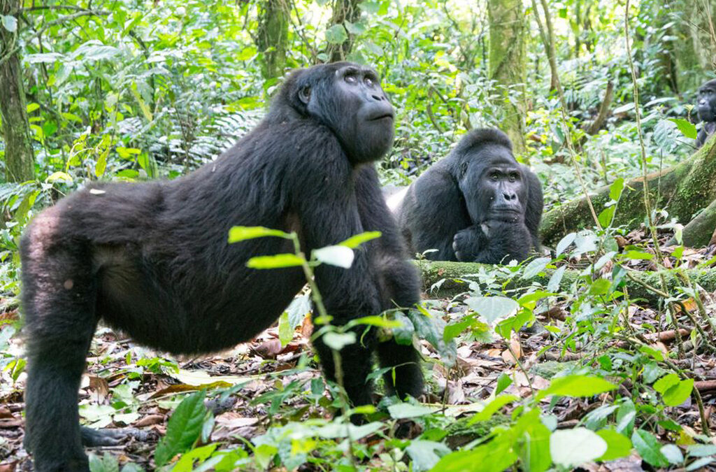 How to Avoid Scammers When Planning Your Rwanda Safari Online