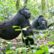 How to Avoid Scammers When Planning Your Rwanda Safari Online