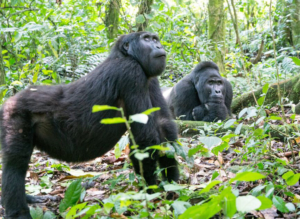 How to Avoid Scammers When Planning Your Rwanda Safari Online