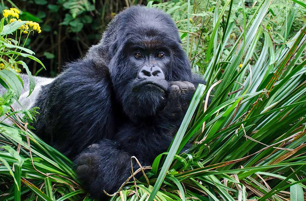 Which African Country Hosts an Annual Gorilla Naming Ceremony?
