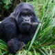 Which African Country Hosts an Annual Gorilla Naming Ceremony?