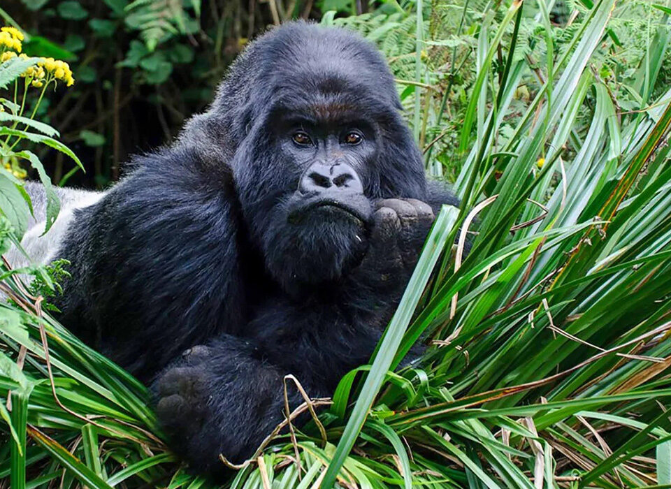 Which African Country Hosts an Annual Gorilla Naming Ceremony?