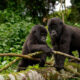 The Four Gorilla Sectors of Uganda