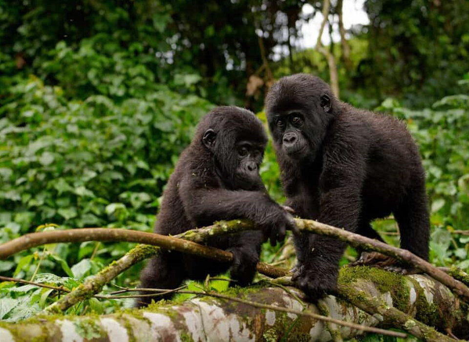 The Four Gorilla Sectors of Uganda