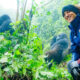 Why Choose a Kenya Safari and Gorilla Trekking Adventure?