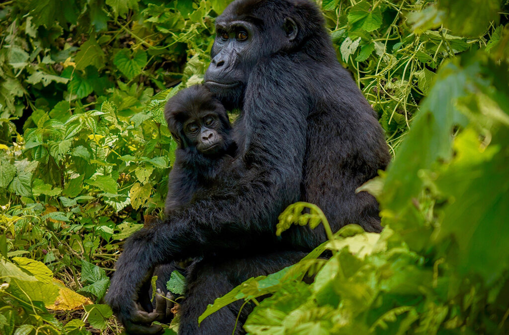 Important Gorilla Trekking Rules & Regulations You Should Know