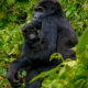 Important Gorilla Trekking Rules & Regulations You Should Know
