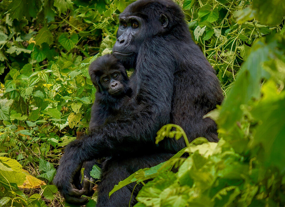 Important Gorilla Trekking Rules & Regulations You Should Know