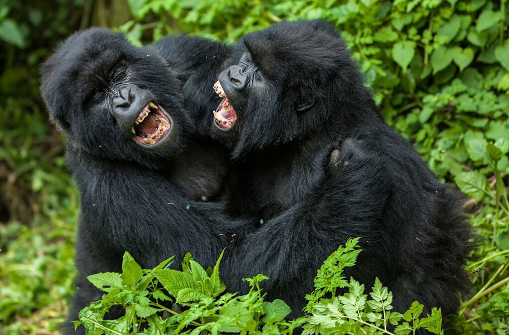 How Do Gorillas Communicate and What Sounds Do They Make?