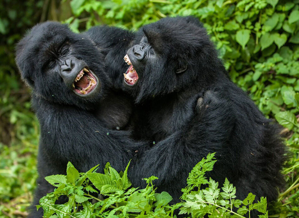 How Do Gorillas Communicate and What Sounds Do They Make?