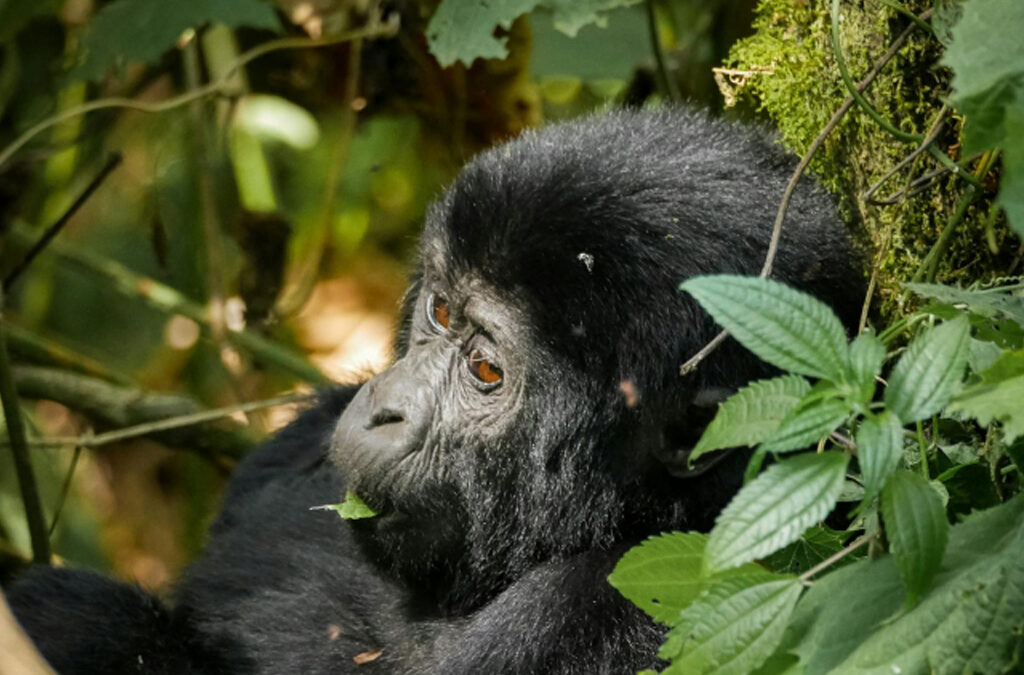 How Long Does a Gorilla Trek Take?